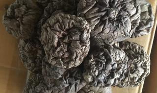 中国蘑菇养殖基地 浙江中国香菇之乡