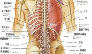 五脏六腑器官分布图